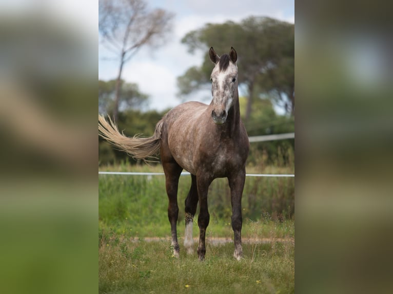 Zangersheide Wałach 5 lat 172 cm Siwa in Jerez De La Frontera
