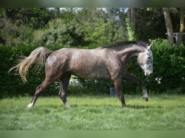 Zangersheide Wałach 5 lat 172 cm Siwa in Jerez De La Frontera