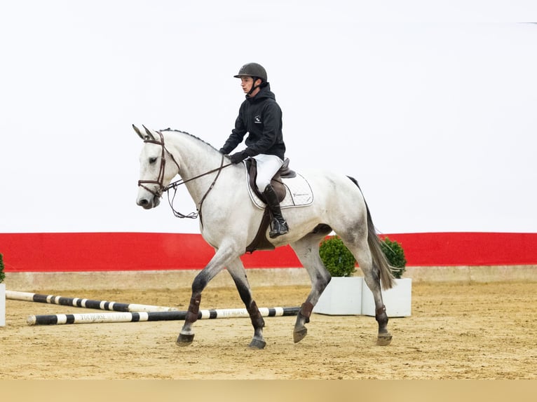 Zangersheide Wałach 5 lat 173 cm Siwa in Waddinxveen