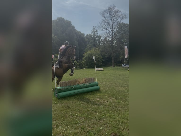 Zangersheide Wałach 5 lat 178 cm Gniada in Breda