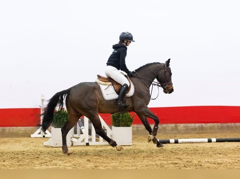 Zangersheide Wałach 6 lat 148 cm Ciemnogniada in Waddinxveen