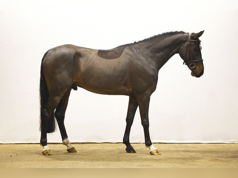 Zangersheide Wałach 6 lat 148 cm Ciemnogniada in Waddinxveen