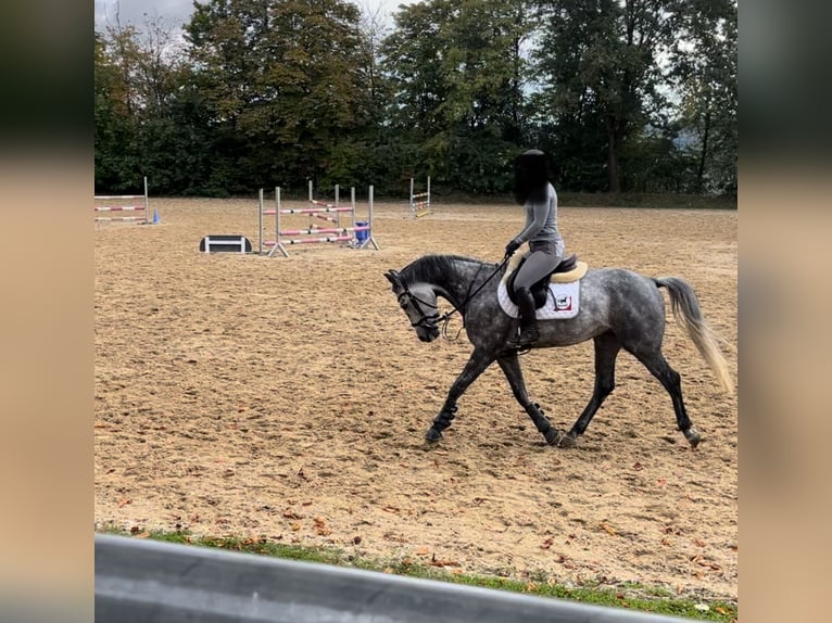 Zangersheide Wałach 6 lat 162 cm Siwa in W&#xFC;rzburg