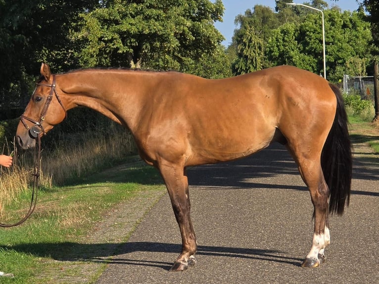 Zangersheide Wałach 6 lat 164 cm in Someren