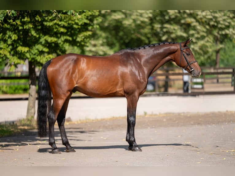 Zangersheide Wałach 6 lat 169 cm Gniada in Kaulille