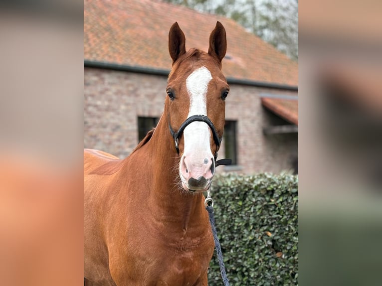 Zangersheide Wałach 6 lat 169 cm Kasztanowata in Wijchmaal