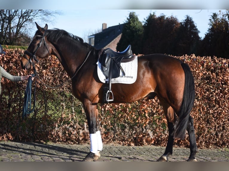 Zangersheide Wałach 6 lat 170 cm Ciemnogniada in Achtmaal