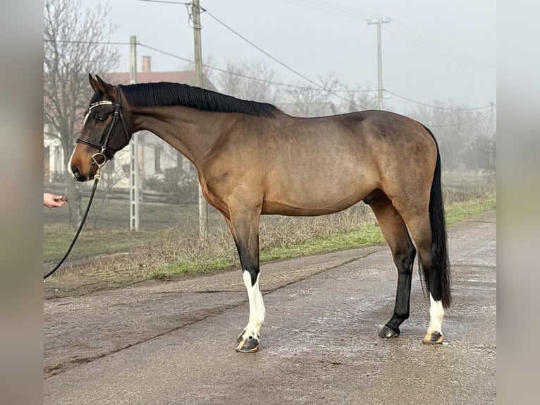 Zangersheide Wałach 6 lat 171 cm Gniada in Szarvas