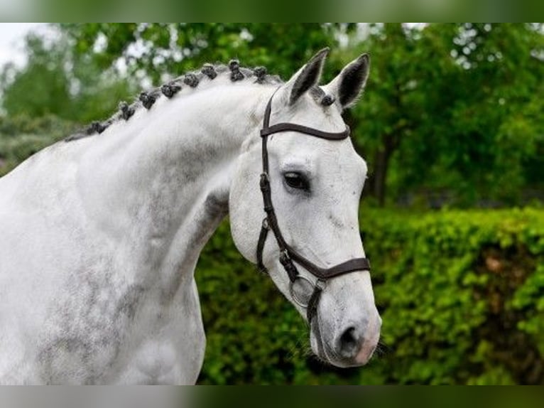 Zangersheide Wałach 6 lat 174 cm Biała in Heerde