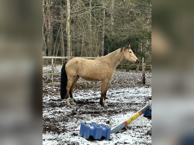 Zangersheide Wałach 6 lat 174 cm Jelenia in Rudersberg