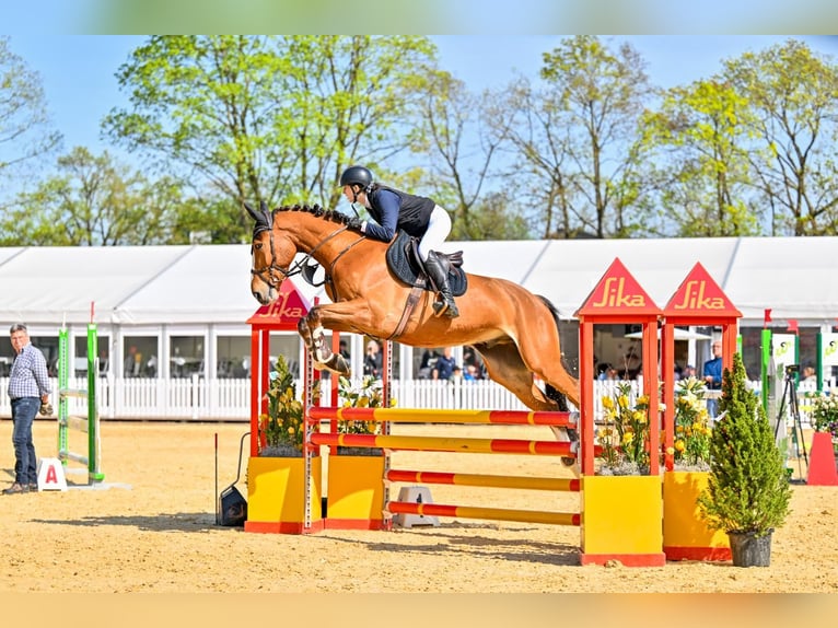 Zangersheide Wałach 6 lat 175 cm Gniada in Kradolf