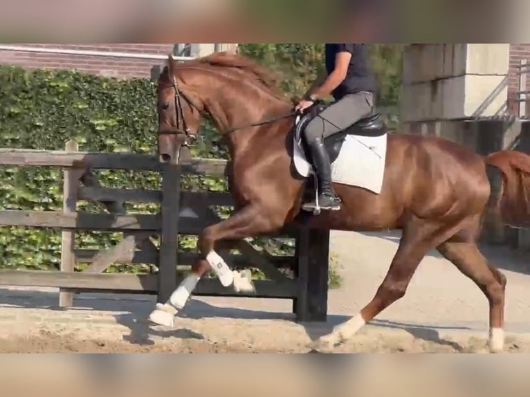 Zangersheide Wałach 6 lat 175 cm Kasztanowata in Schijndel
