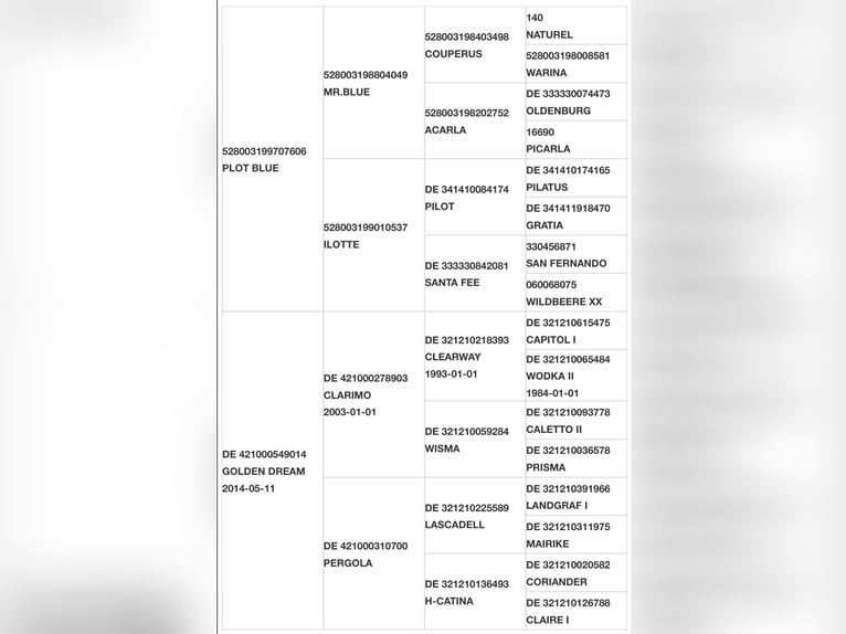 Zangersheide Wałach 6 lat Siwa in Radviliskio raj.