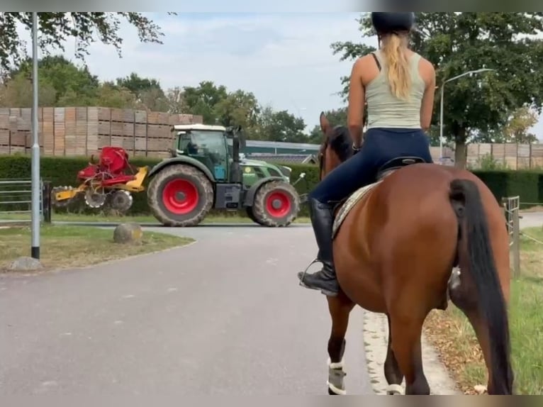 Zangersheide Wałach 7 lat 160 cm Gniada in Kaldenkirchen