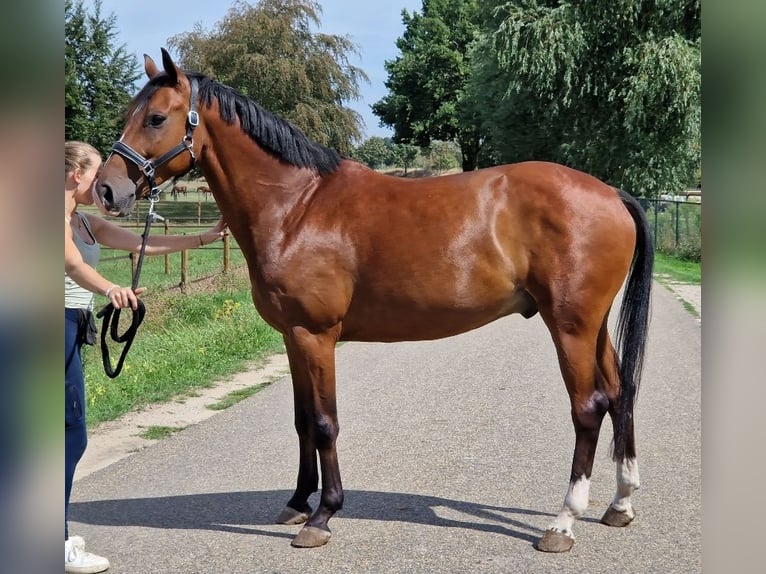Zangersheide Wałach 7 lat 160 cm Gniada in Kaldenkirchen
