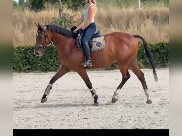 Zangersheide Wałach 7 lat 160 cm Gniada in Kaldenkirchen