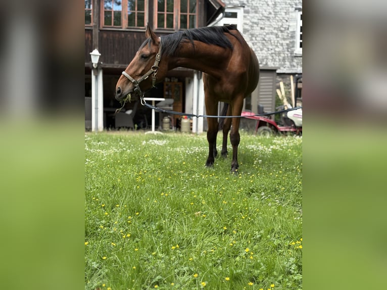 Zangersheide Wałach 7 lat 168 cm Gniada in Nidda