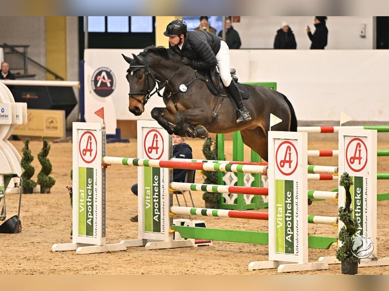 Zangersheide Wałach 7 lat 169 cm Ciemnogniada in Lengdorf