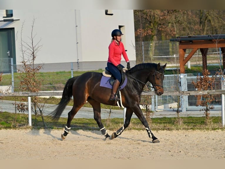 Zangersheide Wałach 7 lat 170 cm Ciemnogniada in Brno