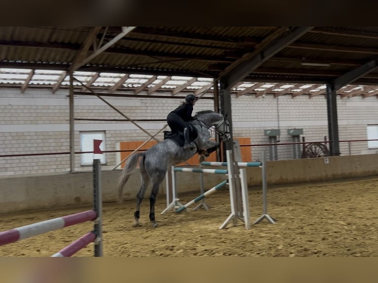 Zangersheide Wałach 7 lat 175 cm Siwa jabłkowita in Soest