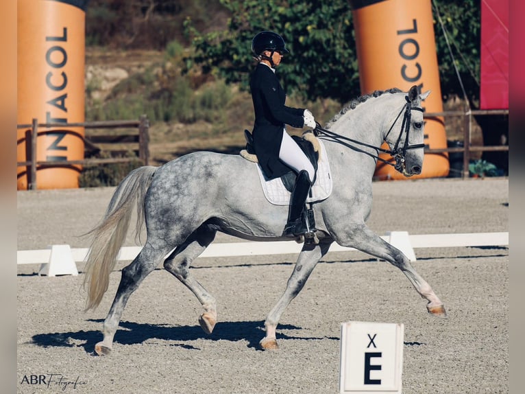 Zangersheide Wałach 7 lat 176 cm Siwa in Savoie