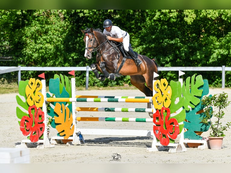 Zangersheide Wałach 7 lat 180 cm Ciemnogniada in Budapest