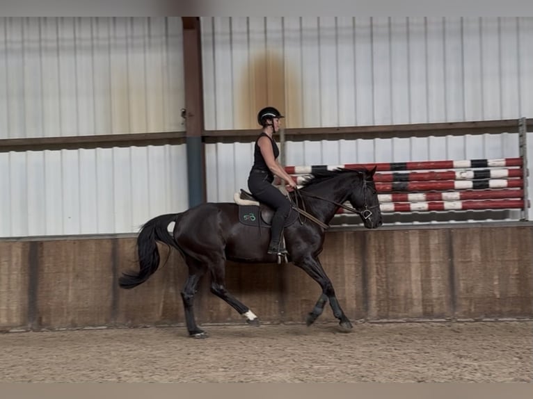 Zangersheide Wałach 8 lat 164 cm Kara in Oud Gastel