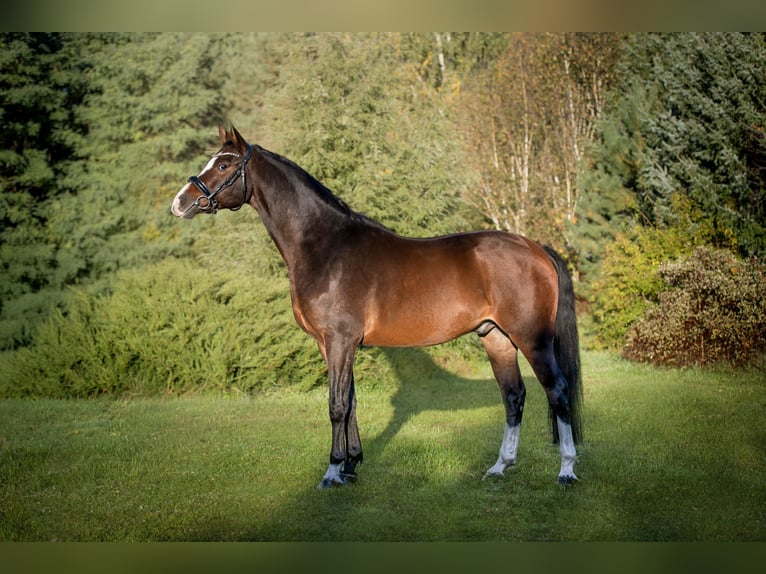 Zangersheide Wałach 8 lat 165 cm Ciemnogniada in Zawieprzyce