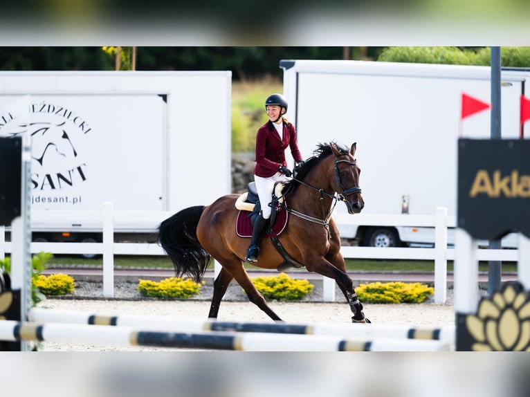 Zangersheide Wałach 8 lat 170 cm Gniada in Myślenice