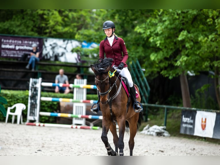 Zangersheide Wałach 8 lat 170 cm Gniada in Myślenice