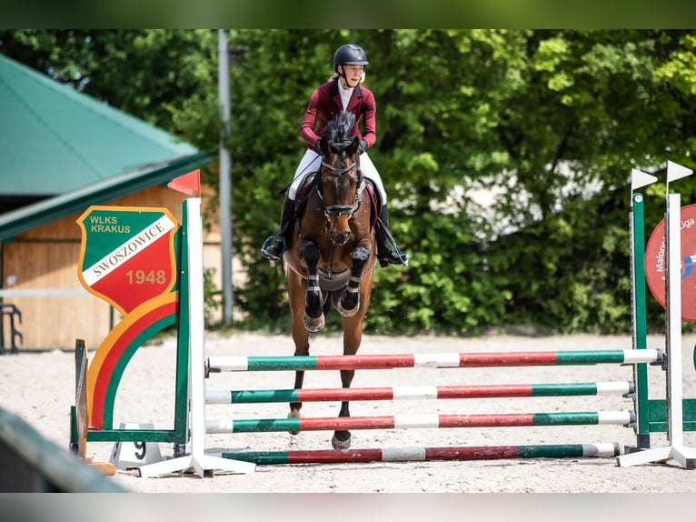 Zangersheide Wałach 8 lat 170 cm Gniada in Myślenice