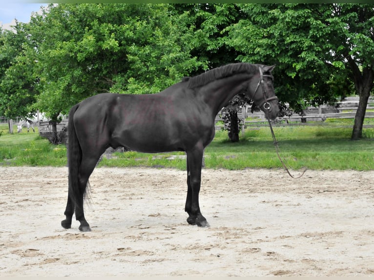 Zangersheide Wałach 8 lat 174 cm Kara in Schattendorf