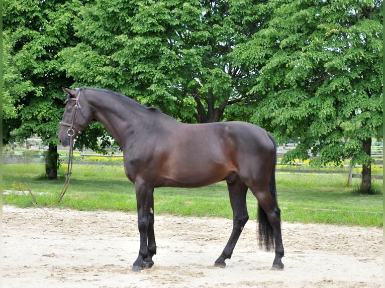 Zangersheide Wałach 8 lat 174 cm Kara in Schattendorf
