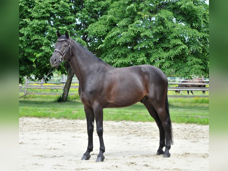 Zangersheide Wałach 8 lat 174 cm Kara in Schattendorf