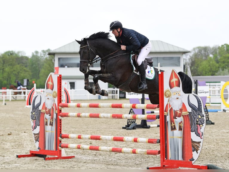 Zangersheide Wałach 8 lat 174 cm Kara in Schattendorf