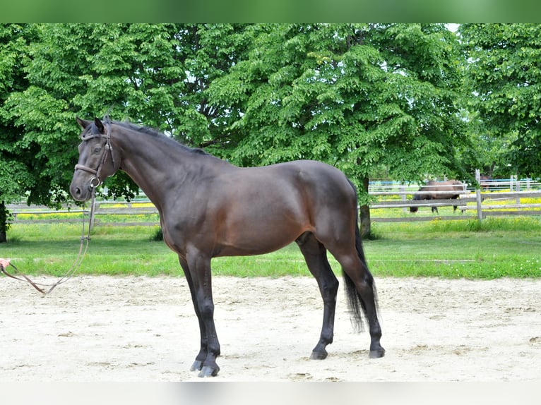 Zangersheide Wałach 8 lat 174 cm Kara in Schattendorf