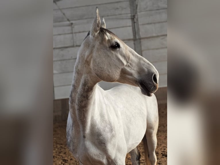 Zangersheide Wałach 8 lat 176 cm Siwa jabłkowita in K&#xF6;ln