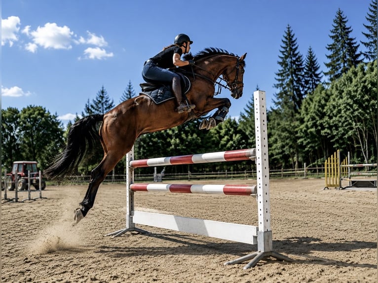 Zangersheide Wałach 9 lat 165 cm Jasnogniada in Pelmberg
