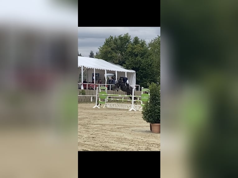 Zangersheide Wałach 9 lat 168 cm Ciemnogniada in Erzhausen