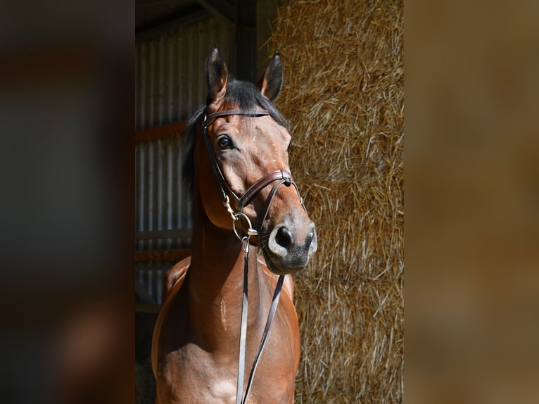 Zangersheide Wałach 9 lat 168 cm Gniada in Geilenkirchen