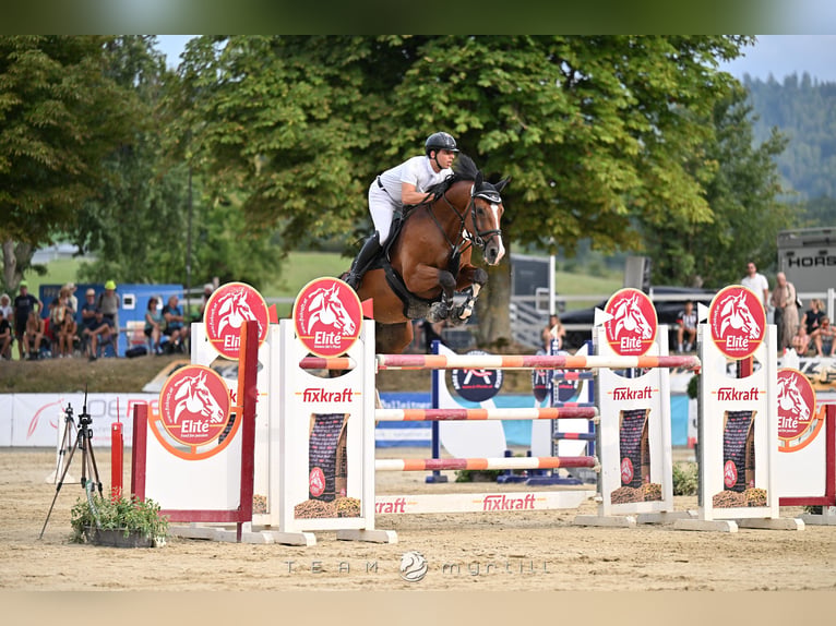 Zangersheide Wałach 9 lat 170 cm Gniada in Aying