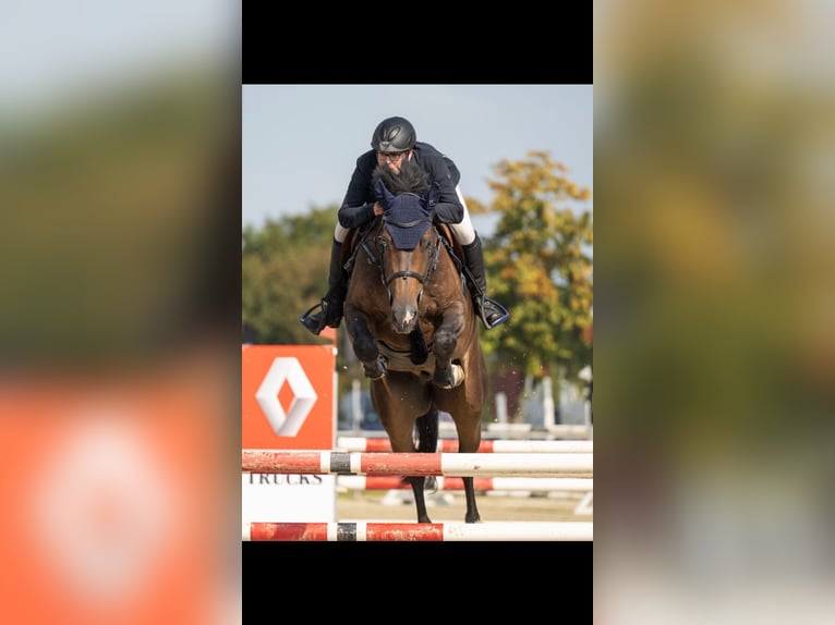 Zangersheide Wałach 9 lat 173 cm Ciemnogniada in Waldfeucht