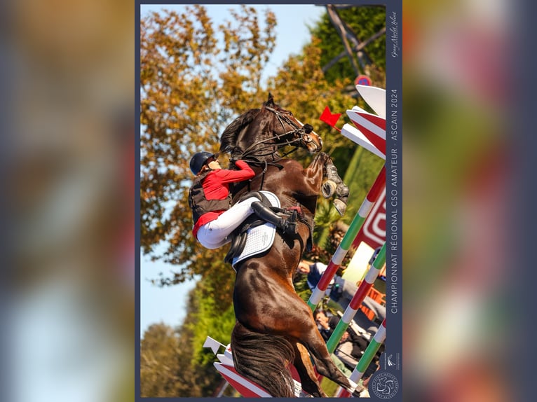 Zangersheide Wałach 9 lat 177 cm Skarogniada in Pau