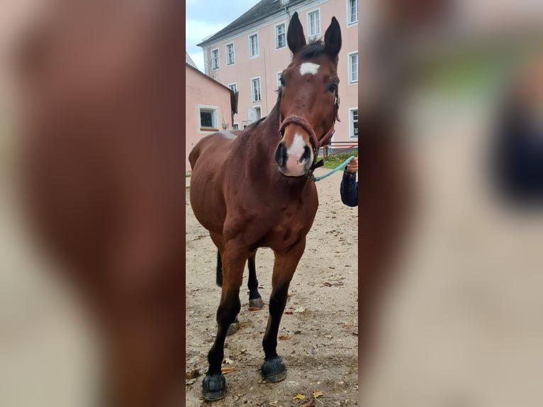 Zangersheide Wałach 14 lat 170 cm Gniada in Pyrbaum