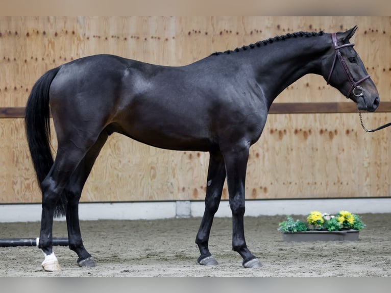 Zangersheide Wałach 3 lat 165 cm Gniada in Kinrooi