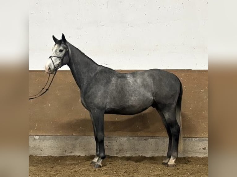 Zangersheide Wałach 5 lat 166 cm Siwa in Haldensleben