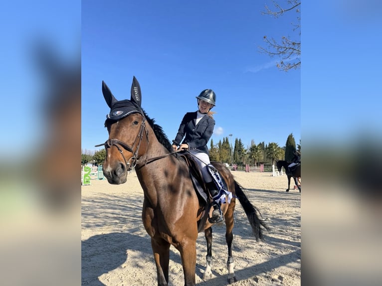 Zangersheide Yegua 10 años 167 cm Castaño in Besan&#xE7;on