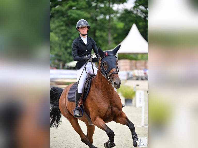 Zangersheide Yegua 10 años 167 cm Castaño in Pontarlier