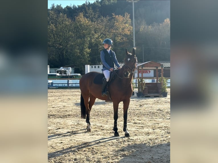 Zangersheide Yegua 10 años 168 cm Castaño in Entraigues-sur-la-Sorgue