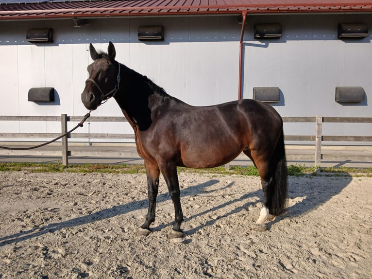 Zangersheide Yegua 10 años 170 cm Castaño oscuro in Rečica ob Savinji